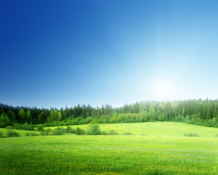 field of grass and perfect skyの写真素材
