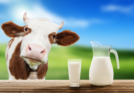 cow and milkの写真素材