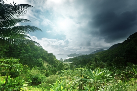 jungle of seychelles island の写真素材