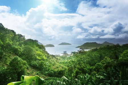 jungle of seychelles island の写真素材