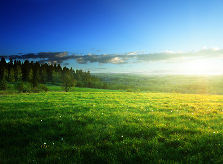 field of spring grass and forest  in sunset timeの写真素材