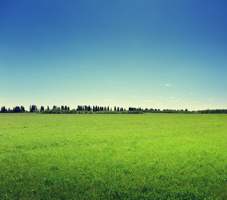 field of spring grassの写真素材