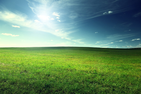 field of spring grassの写真素材