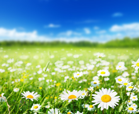 field of daisy flowersの写真素材