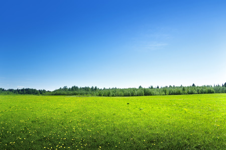 field of spring flowersの写真素材
