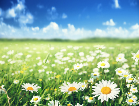 field of daisy flowersの写真素材