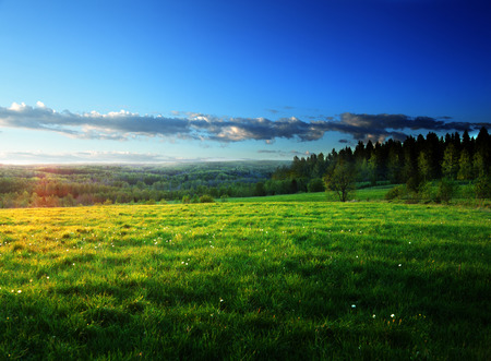 field of spring grass and forest  in sunset timeの写真素材
