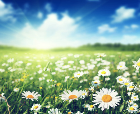 field of daisy flowersの写真素材