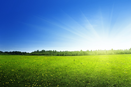 field of spring flowersの写真素材