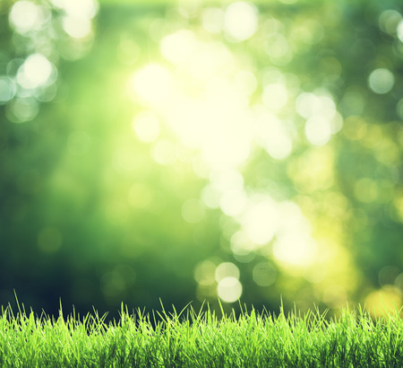 green grass in sunny forestの写真素材