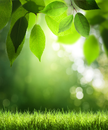 day in sunny forestの写真素材