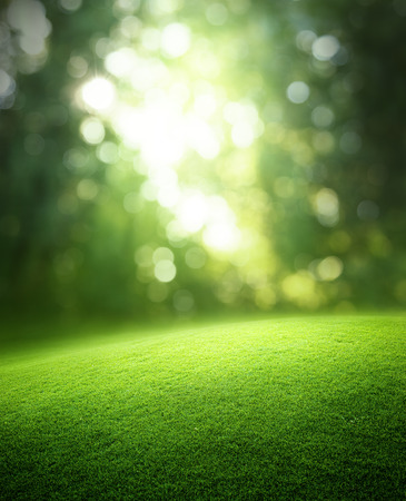 Spring forest  backgroundの写真素材