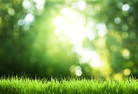 green grass in sunny forestの写真素材