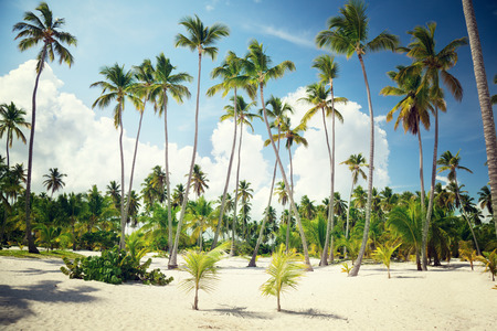 palms in Dominicanの写真素材