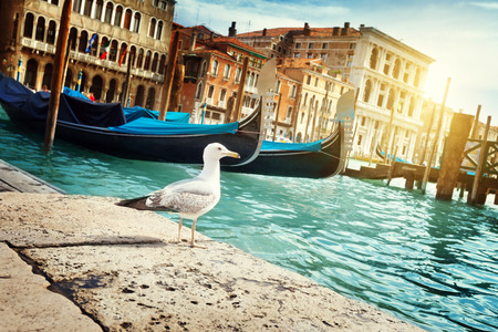 seagull in Venice, Italyの写真素材