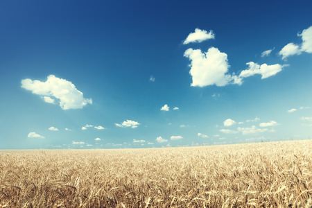 wheat field and sunny dayの写真素材