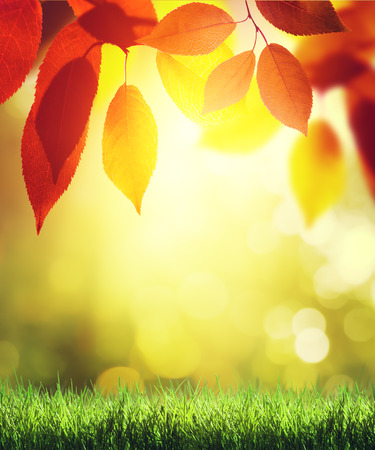 leaves in autumn forestの写真素材