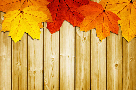 wooden background with autumn maple leavesの写真素材