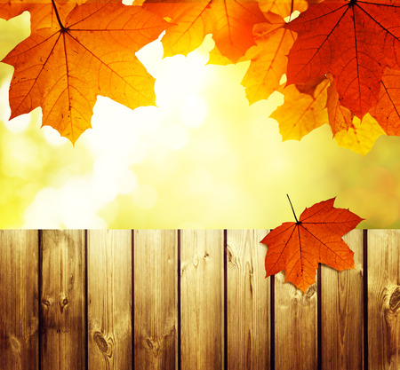 fence in autumn forestの写真素材