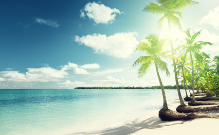 palms and Caribbean beachの写真素材