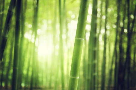 Bamboo Forestの写真素材