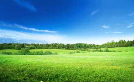 field of grass and perfect skyの写真素材