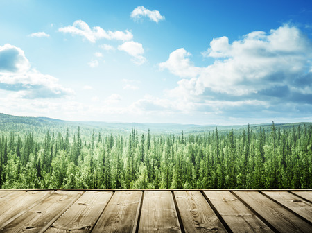 wooden surface in forestの写真素材