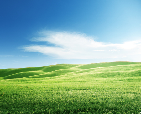 perfect field of spring grassの写真素材