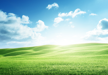 perfect field of spring grassの写真素材