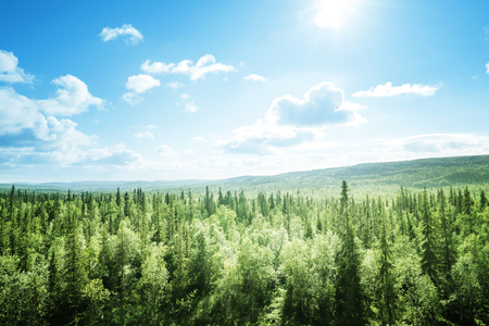 forest in sunny dayの写真素材