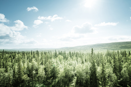 forest in sunny dayの写真素材
