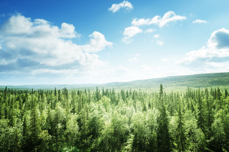 forest in sunny dayの写真素材