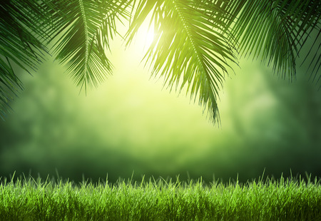 tropical forestの写真素材