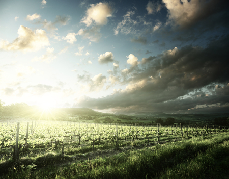Vineyard in Tuscany, Italyの写真素材