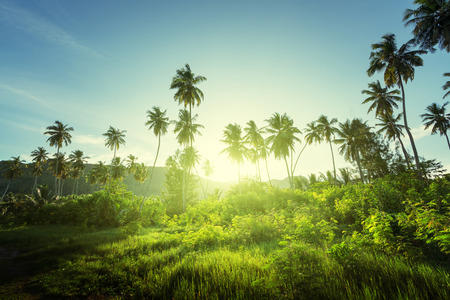 sunset in jungle, seychellesの写真素材