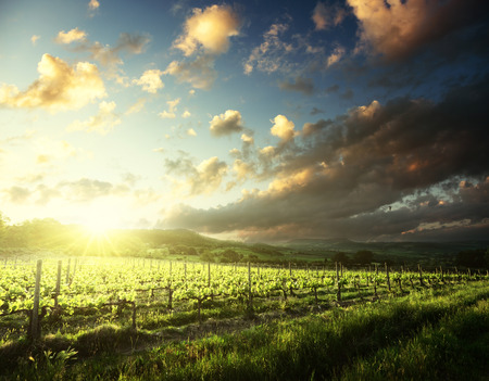 Vineyard in Tuscany, Italyの写真素材