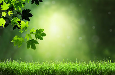 leaves in forestの写真素材