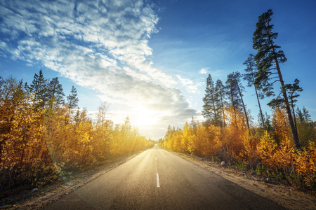 road in north forest in autumn timeの写真素材
