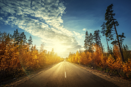 road in north forest in autumn timeの写真素材