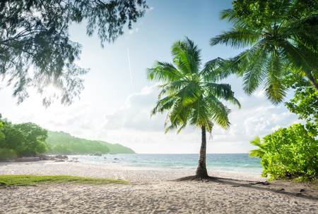 Anse Lazio beach, Praslin island, Seychellesの写真素材