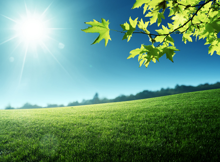 sunny morning and field of grassの写真素材