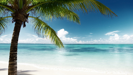 palm and beachの写真素材