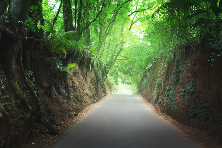 road in jungle of Seychellesの写真素材