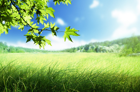 sunny morning and field of grassの写真素材
