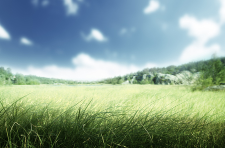 sunny morning and field of grassの写真素材