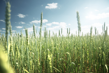 field of rye and sunny dayの写真素材