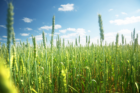 field of rye and sunny dayの写真素材