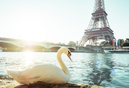 white swan and Eiffel tower, Paris. Franceの写真素材