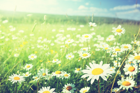 field of daisy flowersの写真素材