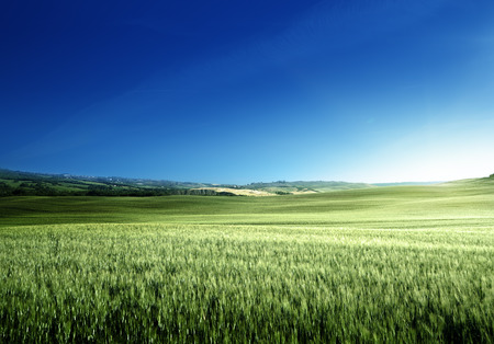 Green field of wheat in Tuscany, Italyの写真素材